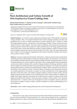 Nest Architecture and Colony Growth of Atta Bisphaerica Grass-Cutting Ants