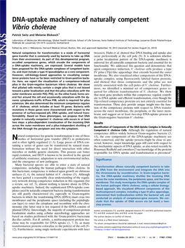 DNA-Uptake Machinery of Naturally Competent Vibrio Cholerae