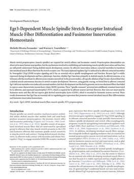 Egr3-Dependent Muscle Spindle Stretch Receptor Intrafusal Muscle Fiber Differentiation and Fusimotor Innervation Homeostasis