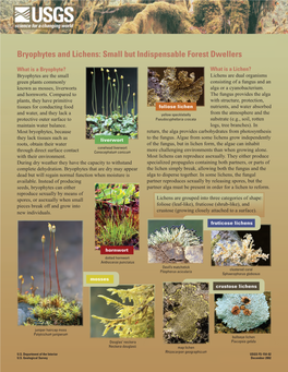 Bryophytes and Lichens: Small but Indispensable Forest Dwellers