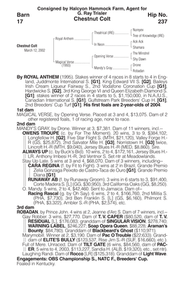 Chestnut Colt Barn 17 Hip No