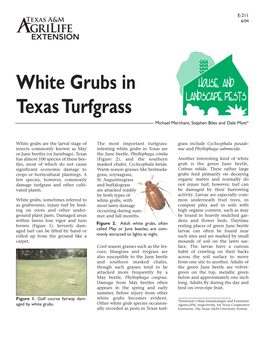 White Grubs in Texas Turfgrass Michael Merchant, Stephen Biles and Dale Mott*