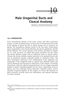 Male Urogenital Ducts and Cloacal Anatomy Stanley E