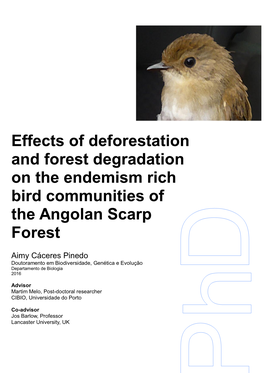 Bird Diversity in the Angolan Scarp Forest