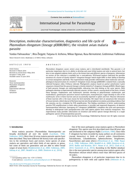 Description, Molecular Characterisation, Diagnostics and Life Cycle of Plasmodium Elongatum (Lineage Perirub01), the Virulent Av