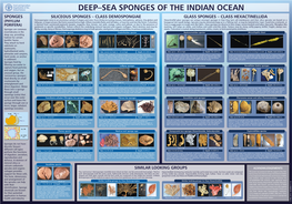 Deep–Sea Sponges of the Indian Ocean