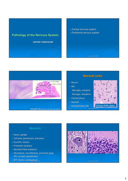 Normal Cells Neuron