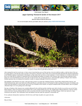 Jaguar Spotting: Pantanal & Garden of the Amazon 2017