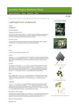 Lophospermum Erubescens Click on Images to Enlarge