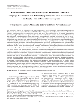 Gill Dimensions in Near-Term Embryos of Amazonian Freshwater Stingrays
