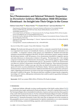 Sex Chromosomes and Internal Telomeric Sequences in Dormitator Latifrons (Richardson 1844) (Eleotridae: Eleotrinae): an Insight Into Their Origin in the Genus