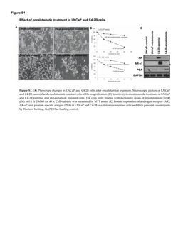 Figure S1 Effect of Enzalutamide Treatment to Lncap and C4-2B Cells