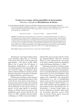 Self Incompatibility in the Bromeliad Tillandsia Streptophylla (Bromeliaceae) in Mexico