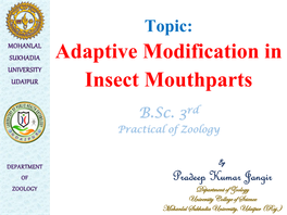 Adaptive Modification in Insect Mouthparts