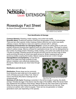 Roseslugs Fact Sheet by Wayne Ohnesorg, Extension Educator Bristly Roseslug Larva Found Feeding on a Climbing Rose in Madison County, Nebraska