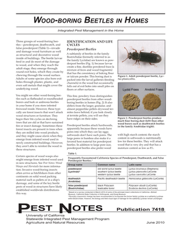 Wood-Boring Beetles in Homes