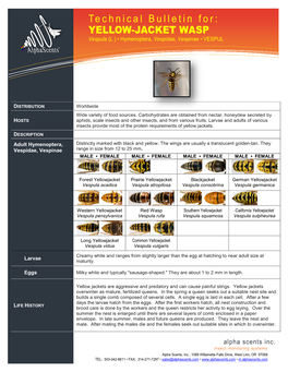 YELLOW-JACKET WASP Vespula (L.) • Hymenoptera, Vespidae, Vespinae • VESPUL