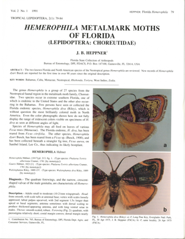 Hemerophila Metalmark Moths of Florida (Lepidoptera: Choreutidae)