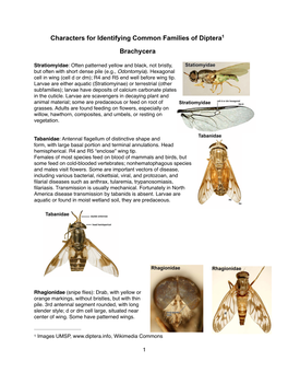 Characters for Identifying Common Families of Diptera 1 Brachycera