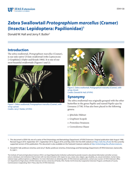 Zebra Swallowtail Protographium Marcellus (Cramer) (Insecta: Lepidoptera: Papilionidae)1 Donald W