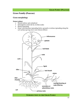 Grass Family (Poaceae) Grass Family (Poaceae)