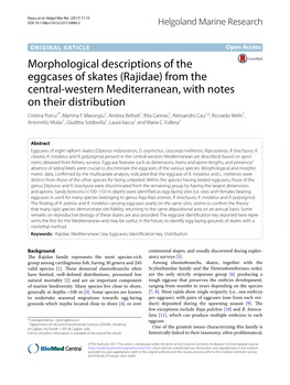 Morphological Descriptions of the Eggcases of Skates (Rajidae) from the Central‑Western Mediterranean, with Notes on Their Distribution Cristina Porcu1*, Martina F