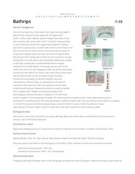 Bathrips Generic Diagnosis Female Macropterous