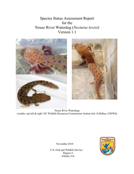 Neuse River Waterdog (Necturus Lewisi) Version 1.1