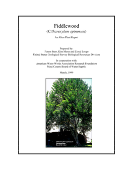 Fiddlewood (Citharexylum Spinosum)