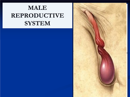 Male Pelvic Organs