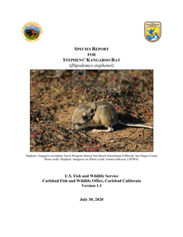 Stephens' Kangaroo Rat