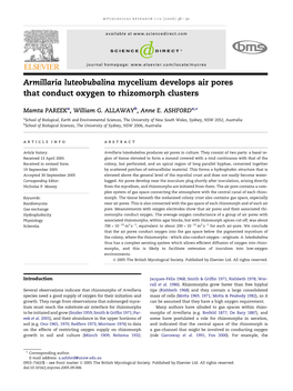 Armillaria Luteobubalina Mycelium Develops Air Pores That Conduct Oxygen to Rhizomorph Clusters