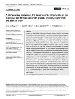 A Comparative Analysis of the Dopaminergic Innervation of the Executive Caudal Nidopallium in Pigeon, Chicken, Zebra Finch, and Carrion Crow