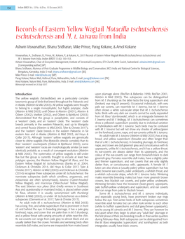 Records of Eastern Yellow Wagtail Motacilla Tschutschensis Tschutschensis and M