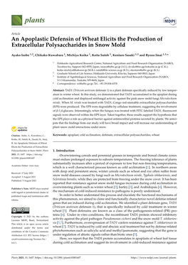 An Apoplastic Defensin of Wheat Elicits the Production of Extracellular Polysaccharides in Snow Mold