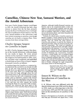 Camellias, Chinese New Year, Samurai Warriors, and the Arnold Arboretum