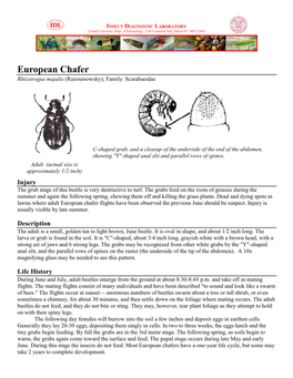 European Chafer Rhizotrogus Majalis (Razoumowsky); Family: Scarabaeidae