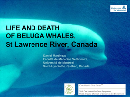 Beluga Whales of the St. Lawrence River