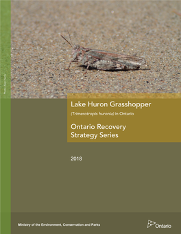 Recovery Strategy for the Lake Huron Grasshopper in Ontario