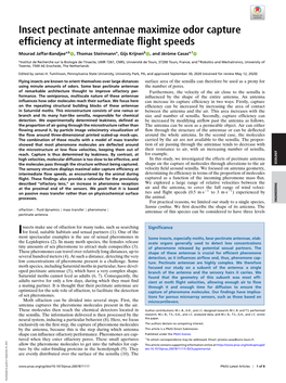 Insect Pectinate Antennae Maximize Odor Capture Efficiency At