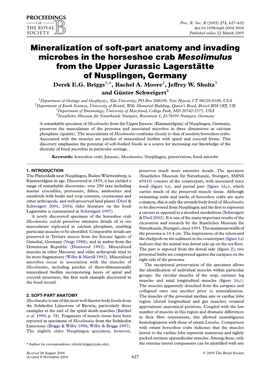 Mineralization of Soft-Part Anatomy and Invading Microbes in the Horseshoe Crab Mesolimulus from the Upper Jurassic Lagersta¨ Tte of Nusplingen, Germany Derek E.G