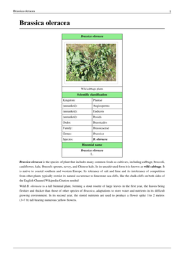 Brassica Oleracea 1 Brassica Oleracea