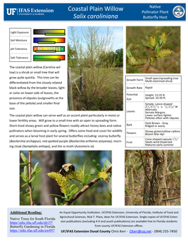 Coastal Plain Willow Salix Caroliniana