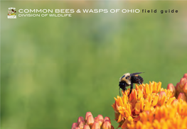 Bees and Wasps of Ohio Guide