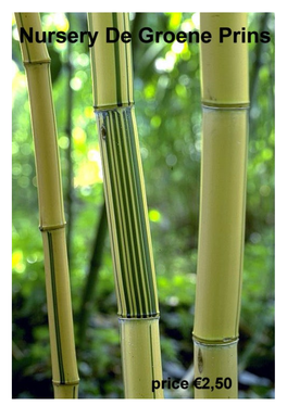 Clumping Bamboos Such As Fargesia’S (In the Old Days Known As Sinarundinaria) and a Few Less Well Known Species (Borinda, Yushania, Thamnocalamus En Chusquea)