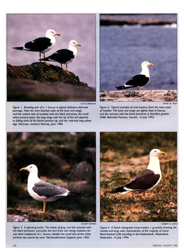 The Lesser Black-Backed Gull in the Americas: Occurrence And