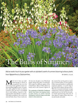 The Bulbs of Summer