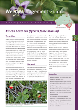 African Boxthorn (Lycium Ferocissimum)