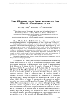 More Rhizomucor Causing Human Mucormycosis from China: R. Chlamydosporus Sp. Nov