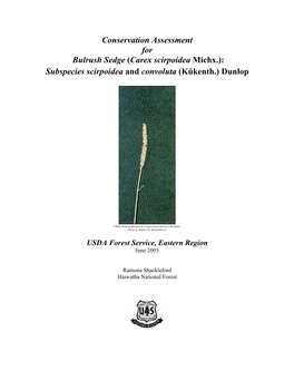 Conservation Assessment for Bulrush Sedge (Carex Scirpoidea Michx.): Subspecies Scirpoidea and Convoluta (Kükenth.) Dunlop